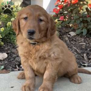 Ruth, Golden Retriever Puppy