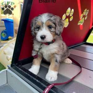 Blaine, Mini Bernedoodle Puppy