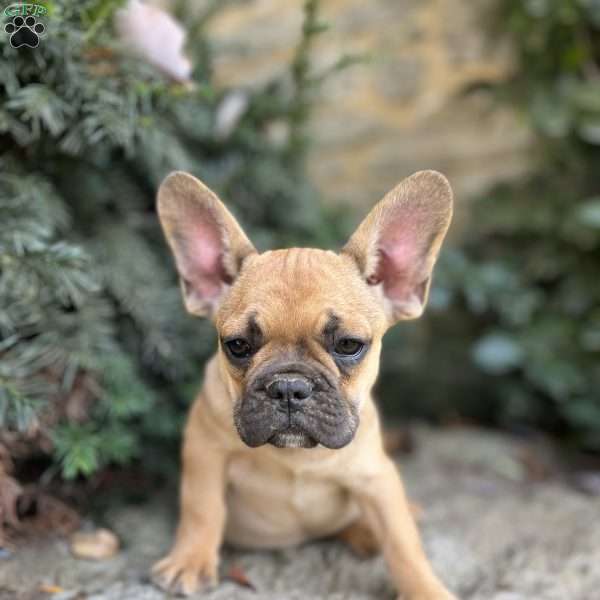 Jupiter, French Bulldog Puppy