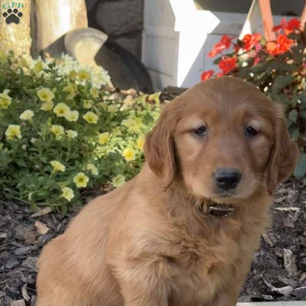 Ruth, Golden Retriever Puppy