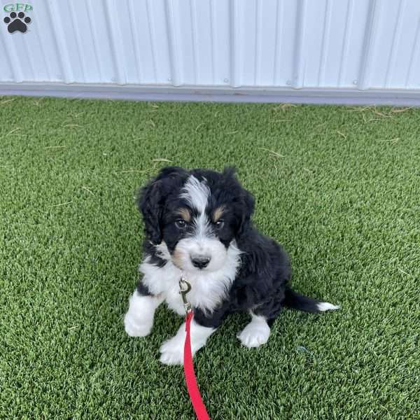 Connor, Mini Bernedoodle Puppy