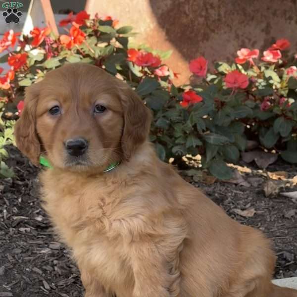 Rose, Golden Retriever Puppy