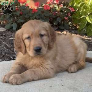 Rocky, Golden Retriever Puppy