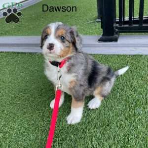 Dawson, Mini Bernedoodle Puppy