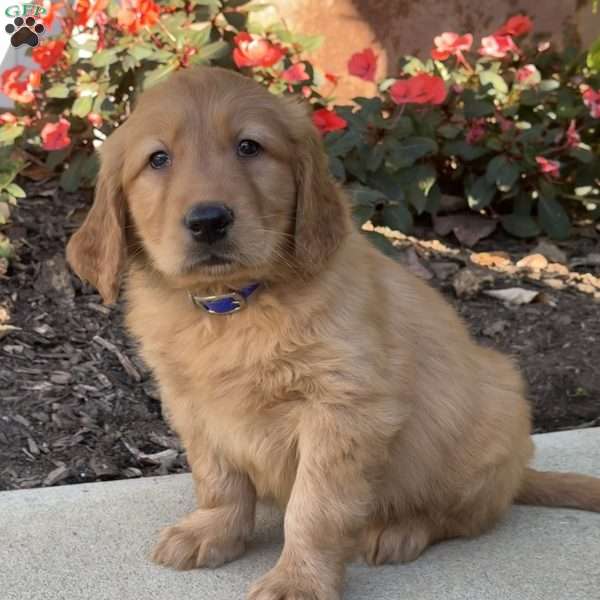 Rocky, Golden Retriever Puppy