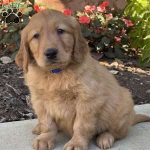 Rocky, Golden Retriever Puppy