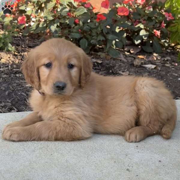 Reba, Golden Retriever Puppy