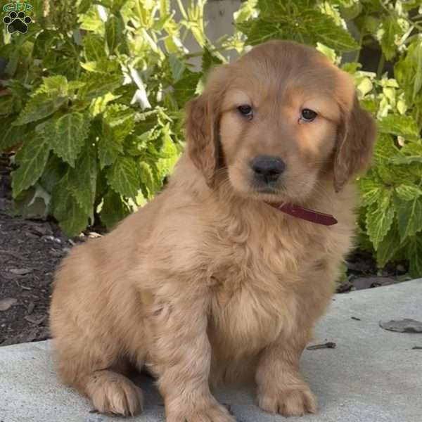 Rambo, Golden Retriever Puppy