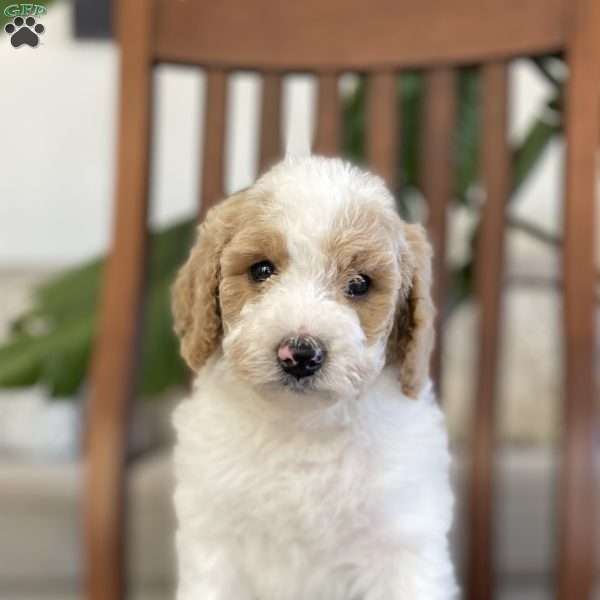 Maisen, Goldendoodle Puppy