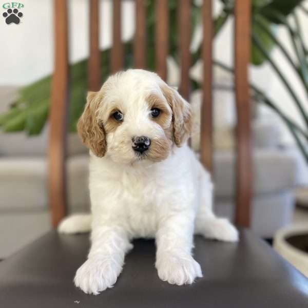 Molly, Goldendoodle Puppy