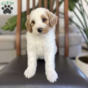 Molly, Goldendoodle Puppy