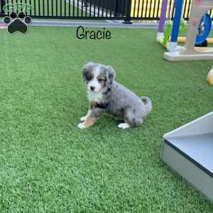 Gracie, Mini Bernedoodle Puppy