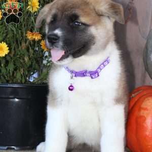 Misty, Akita Puppy