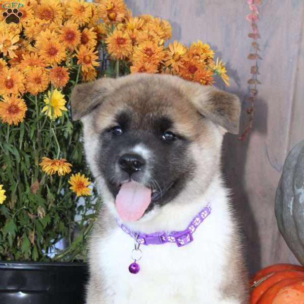 Misty, Akita Puppy