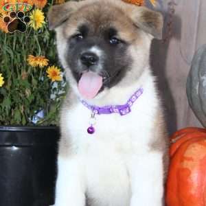 Misty, Akita Puppy