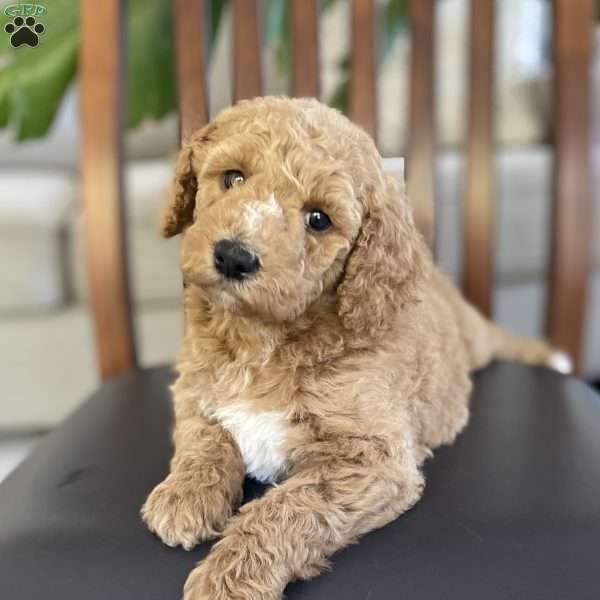 Macey, Goldendoodle Puppy