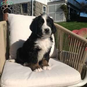 Angel, Bernedoodle Puppy