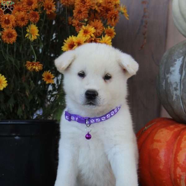 Roxy, Akita Puppy