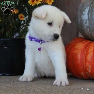 Roxy, Akita Puppy