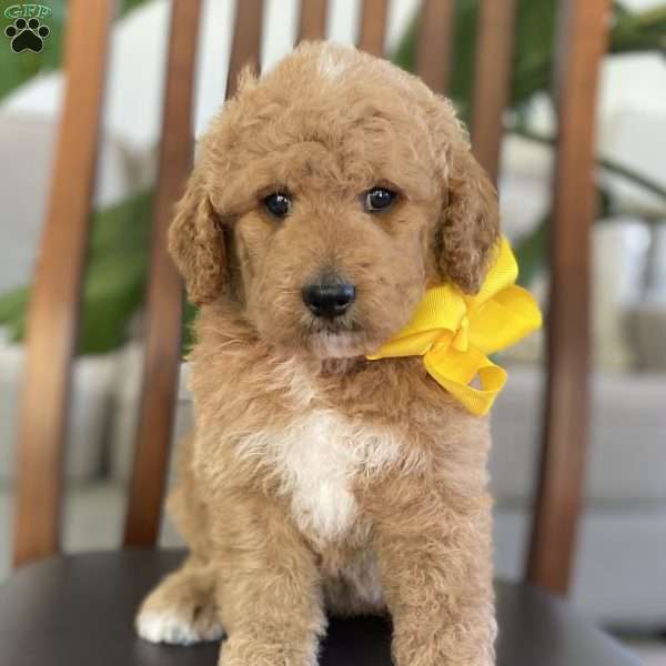 Macayla, Goldendoodle Puppy