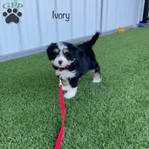 Ivory, Mini Bernedoodle Puppy