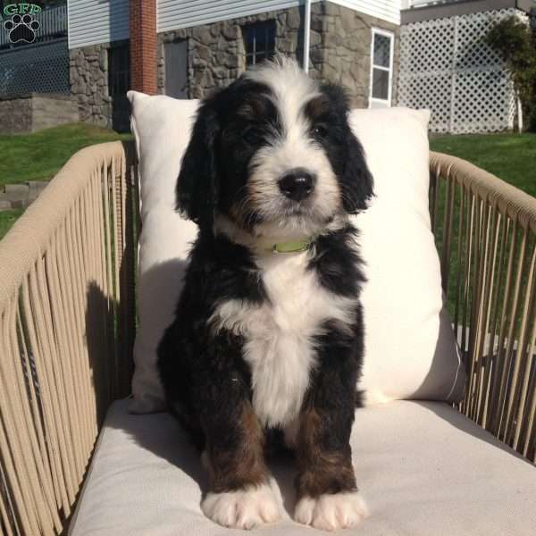 Toby, Bernedoodle Puppy