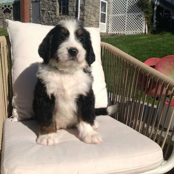 Goliath, Bernedoodle Puppy