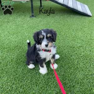 Kayla, Mini Bernedoodle Puppy