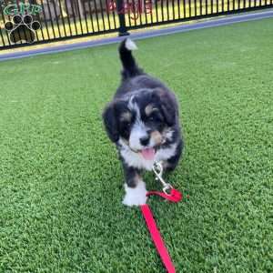 Kayla, Mini Bernedoodle Puppy