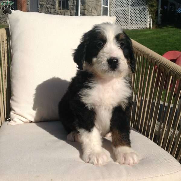 Mimi, Bernedoodle Puppy