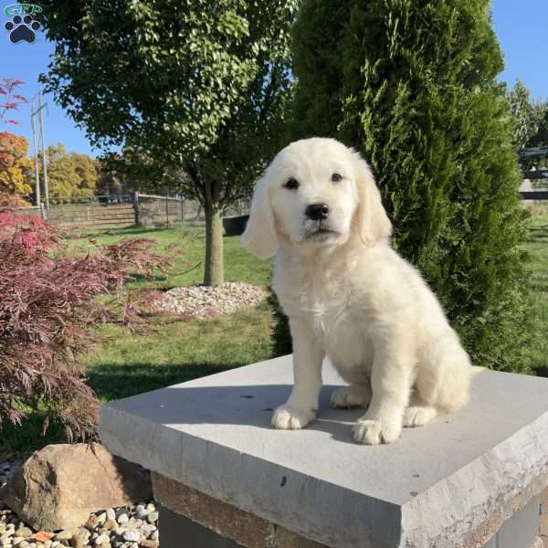 Hailey, English Cream Golden Retriever Puppy