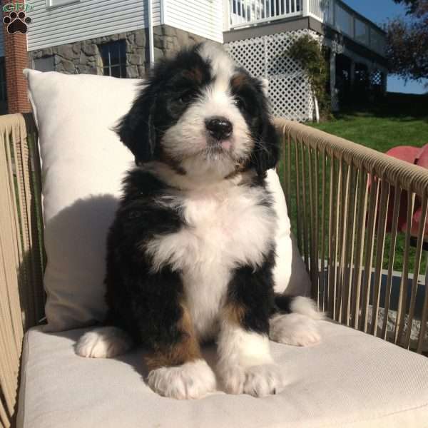 Molly, Bernedoodle Puppy