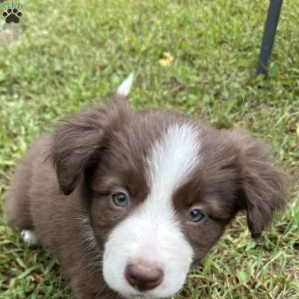 Daisy, Border Collie Puppy