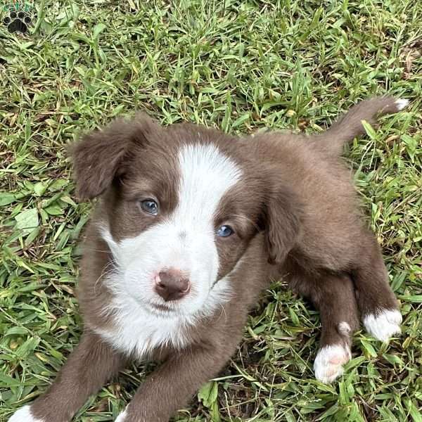 Daphne, Border Collie Puppy