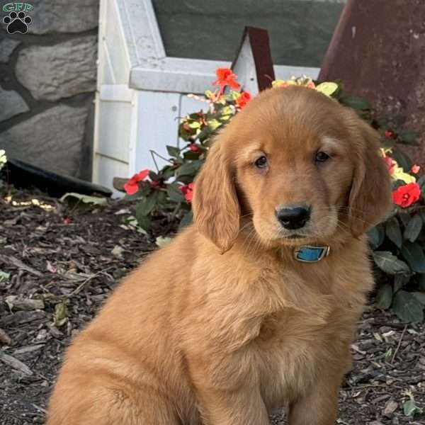 Max, Golden Retriever Puppy