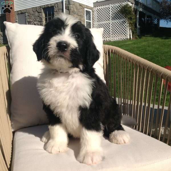 Max, Bernedoodle Puppy