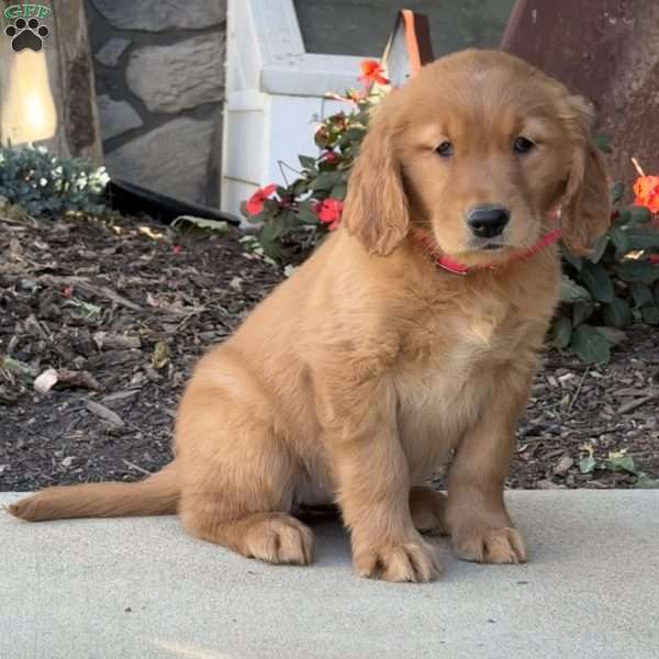 Molly, Golden Retriever Puppy