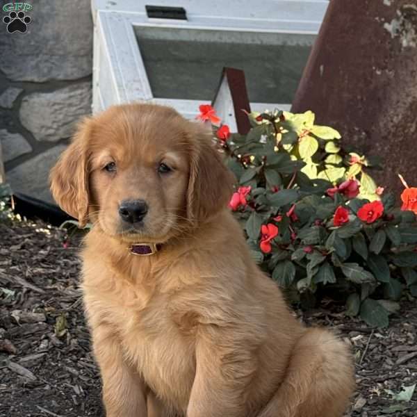 Major, Golden Retriever Puppy