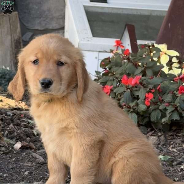 Marcy, Golden Retriever Puppy