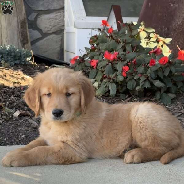 Matt, Golden Retriever Puppy