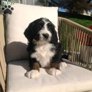 Mindy, Bernedoodle Puppy