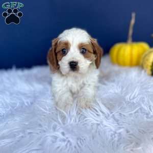 Ranger, Cavapoo Puppy