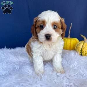 Ranger, Cavapoo Puppy