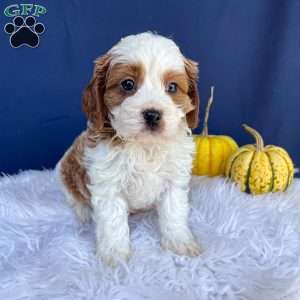 Ranger, Cavapoo Puppy