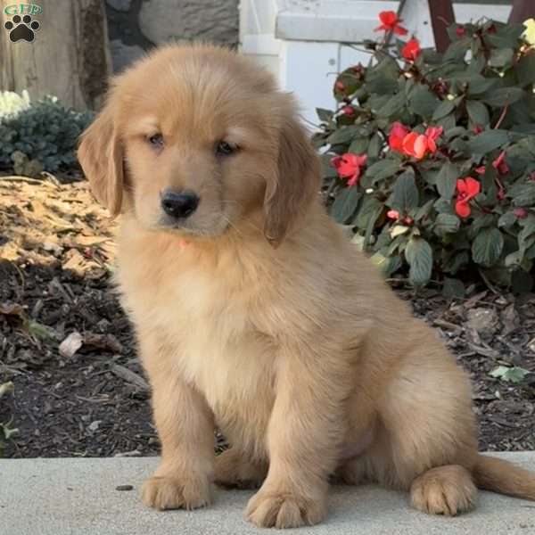 Moe, Golden Retriever Puppy