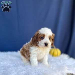 Ranger, Cavapoo Puppy