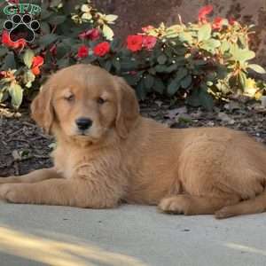 Minnie, Golden Retriever Puppy