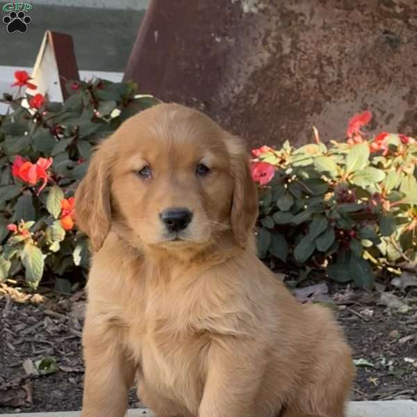 Minnie, Golden Retriever Puppy