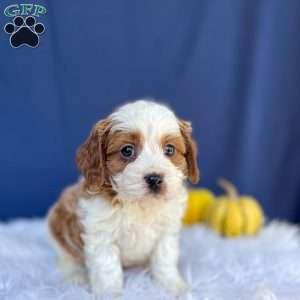 Ranger, Cavapoo Puppy