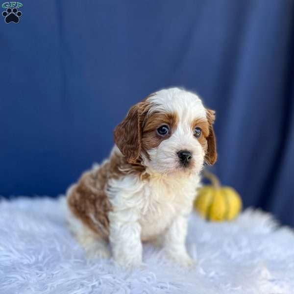 Ranger, Cavapoo Puppy